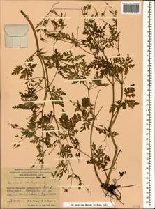 Герань Роберта L., Кавказ, Грузия (K4) (Грузия)