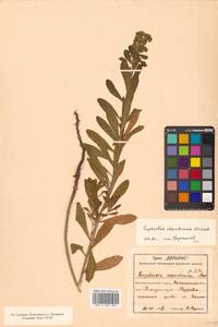 Молочай острый, Сибирь, Дальний Восток (S6) (Россия)