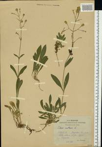 Смолевка поникшая L., Восточная Европа, Средневолжский район (E8) (Россия)