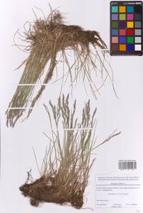 Овсяница красная L., Восточная Европа, Московская область и Москва (E4a) (Россия)