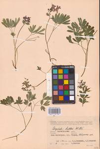 Хохлатка плотная (L.) Clairv., Восточная Европа, Нижневолжский район (E9) (Россия)