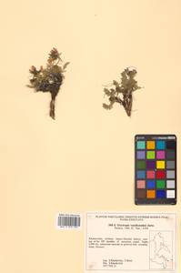 Остролодочник Васильченко Jurtzev, Сибирь, Дальний Восток (S6) (Россия)