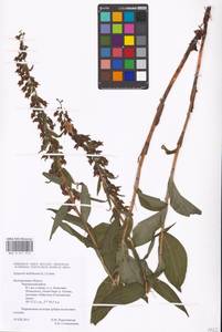 Дремлик широколистный, Дремлик чемерицевый (L.) Crantz, Восточная Европа, Центральный лесостепной район (E6) (Россия)