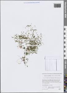 Звездчатка зонтичная Bunge, Сибирь, Якутия (S5) (Россия)