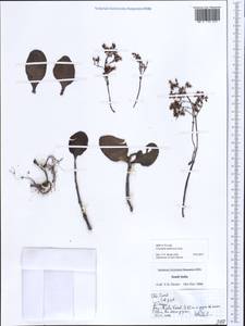 Crassula multicava Lem., Зарубежная Азия (ASIA) (Индия)