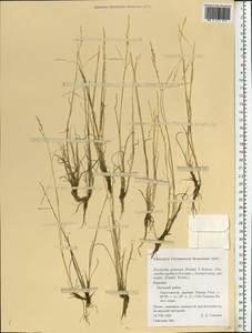 Puccinellia capillaris subsp. pulvinata (Fr.) Tzvelev, Восточная Европа, Северный район (E1) (Россия)