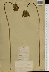 Anemonastrum narcissiflorum subsp. crinitum (Juz.) Raus, Сибирь, Алтай и Саяны (S2) (Россия)