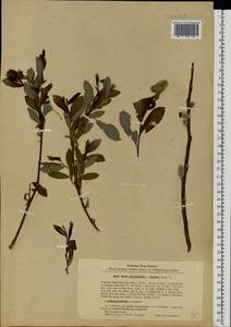 Ива [гибрид], Восточная Европа, Северо-Западный район (E2) (Россия)