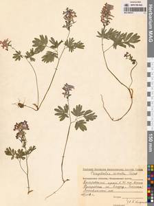 Corydalis turtschaninovii subsp. turtschaninovii, Сибирь, Дальний Восток (S6) (Россия)