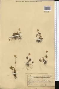 Ветреница черешочковая Juz., Средняя Азия и Казахстан, Западный Тянь-Шань и Каратау (M3) (Казахстан)