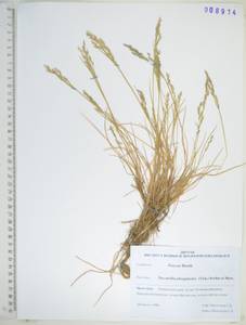 KHA8914, Бескильница ползучая (Trin.) Scribn. & Merr., Сибирь, Дальний Восток (S6) (Россия)