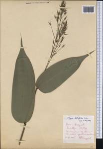 Olyra latifolia L., Америка (AMER) (Перу)