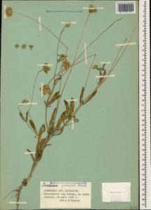Ломелозия персидская (Boiss.) Greuter & Burdet, Кавказ, Армения (K5) (Армения)