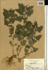 Лебеда татарская L., Восточная Европа, Центральный район (E4) (Россия)