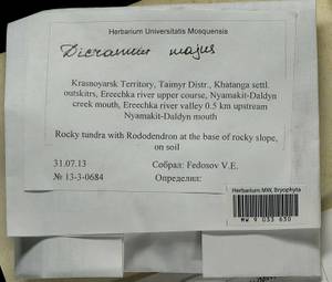 Dicranum majus Turner, Гербарий мохообразных, Мхи - Красноярский край, Тыва и Хакасия (B17) (Россия)