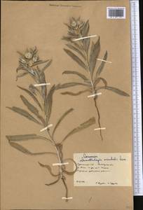 Echinops acantholepis Jaub. & Spach, Средняя Азия и Казахстан, Каракумы (M6) (Туркмения)
