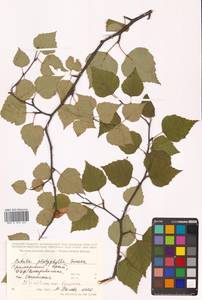 Betula pendula subsp. mandshurica (Regel) Ashburner & McAll., Сибирь, Дальний Восток (S6) (Россия)