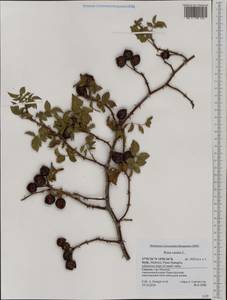 Шиповник собачий, Роза собачья L., Западная Европа (EUR) (Италия)