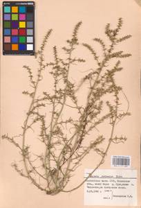 Солянка обыкновенная, Солянка сорная L., Восточная Европа, Средневолжский район (E8) (Россия)