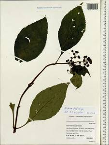 Hydrangea febrifuga (Lour.) Y. De Smet & C. Granados, Зарубежная Азия (ASIA) (Вьетнам)