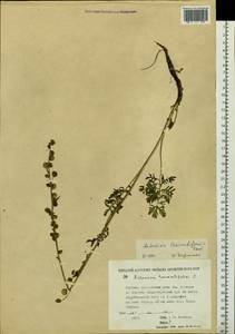 Artemisia laciniata subsp. laciniata, Сибирь, Якутия (S5) (Россия)