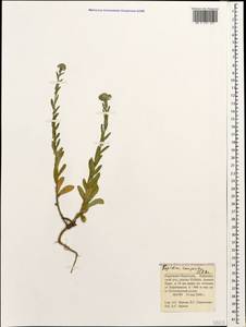 Клоповник полевой, Кресс полевой (L.) W.T.Aiton, Кавказ, Ставропольский край, Карачаево-Черкесия, Кабардино-Балкария (K1b) (Россия)