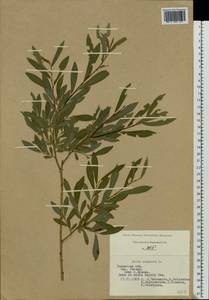 Ива пурпурная, Ива пурпуровая L., Восточная Европа, Центральный район (E4) (Россия)