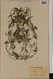 Лютик волосолистный, Шелковник волосолистный Chaix, Западная Европа (EUR) (Германия)