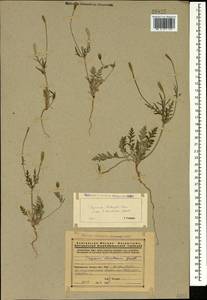 Roemeria minor (B.Boivin ex Bél.) Banfi, Bartolucci, J.-M.Tison & Galasso, Кавказ, Армения (K5) (Армения)