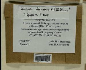 Dicranum laevidens R.S. Williams, Гербарий мохообразных, Мхи - Красноярский край, Тыва и Хакасия (B17) (Россия)