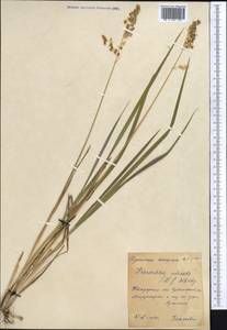 Anthoxanthum nitens (Weber) Y.Schouten & Veldkamp, Средняя Азия и Казахстан, Северный и Центральный Казахстан (M10) (Казахстан)