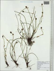 Lepidobolus quadratus B.G.Briggs & L.A.S.Johnson, Австралия и Океания (AUSTR) (Австралия)
