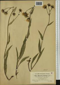 Hieracium falcatum Arv.-Touv., Западная Европа (EUR) (Франция)