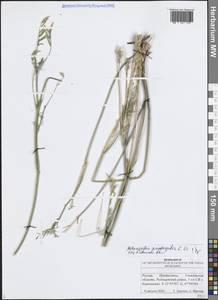Астрагал эспарцетный L., Восточная Европа, Средневолжский район (E8) (Россия)