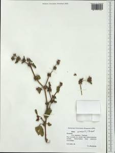 Rumex spinosus L., Западная Европа (EUR) (Испания)