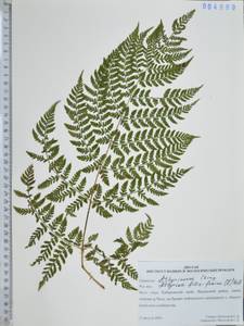 Кочедыжник женский (L.) Roth, Сибирь, Дальний Восток (S6) (Россия)