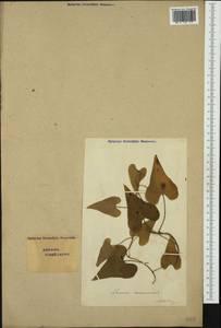 Диоскорея обыкновенная, Тамус обыкновенный (L.) Caddick & Wilkin, Западная Европа (EUR) (Швейцария)