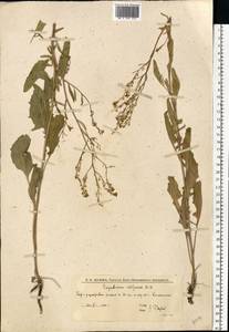 Гулявник волжский M.Bieb. ex E.Fourn., Восточная Европа, Нижневолжский район (E9) (Россия)