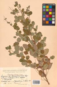 Леспедеца двуцветная Turcz., Сибирь, Дальний Восток (S6) (Россия)