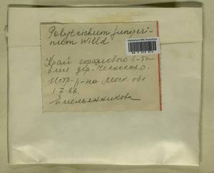 Polytrichum juniperinum Hedw., Гербарий мохообразных, Мхи - Москва и Московская область (B6a) (Россия)