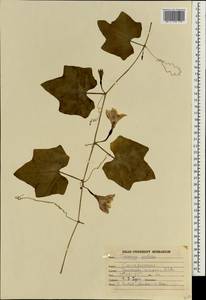 Coccinia grandis (L.) Voigt, Зарубежная Азия (ASIA) (Индия)