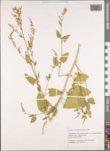 Лебеда лежачая, Лебеда простертая DC., Восточная Европа, Центральный лесостепной район (E6) (Россия)