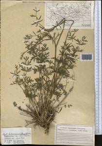 Жабрица леманновская (Bunge) Boiss., Средняя Азия и Казахстан, Памир и Памиро-Алай (M2) (Таджикистан)