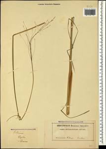 Achnatherum virescens (Trin.) Banfi, Galasso & Bartolucci, Кавказ (без точных местонахождений) (K0)