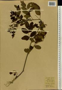 Fabaceae, Восточная Европа, Восточный район (E10) (Россия)