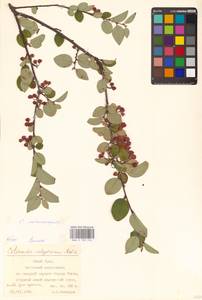 Кизильник рыхлоцветковый (J.Jacq.) Lindl., Восточная Европа, Восточный район (E10) (Россия)