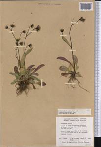 Яcтребинка печальная Willd. ex Spreng., Америка (AMER) (Канада)