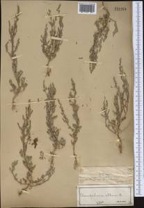 Марь белая L., Средняя Азия и Казахстан, Муюнкумы, Прибалхашье и Бетпак-Дала (M9) (Казахстан)