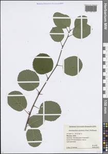 Ирга ольхолистная (Nutt.) Nutt., Восточная Европа, Московская область и Москва (E4a) (Россия)