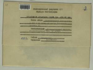 Hylocomium splendens (Hedw.) Schimp., Гербарий мохообразных, Мхи - Карелия, Ленинградская и Мурманская области (B4) (Россия)